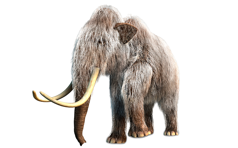 Wooly Mammoth